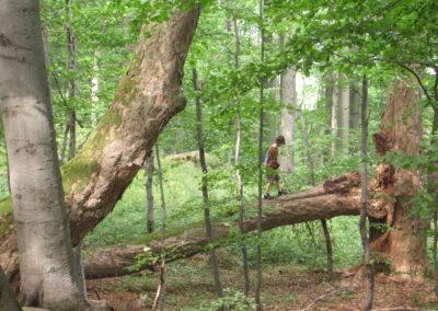 Plenér v pralese Mionší